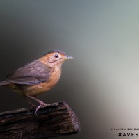 Pellorneum fuscocapillus Blyth, 1849